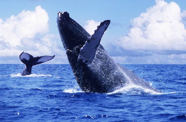 La ballena gris nace en las lagunas costeras de Baja California y Baja California Sur en los meses de enero y febrero